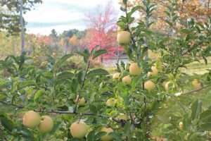 Golden Delicious apples at Boothby's Orchard, Livermore, Maine (Bar Lois Weeks)