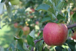 Jonagold apples, Cold Spring Orchard, University of Massachusetts, Belchertown, Massachusetts (Russell Steven Powell)
