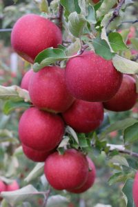 Jonagold apples, Tougas Family Farm, Northborough, Massachusetts (Russell Steven Powell)