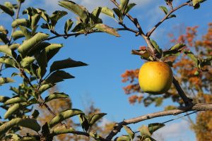 Mutsu apple at DeMerritt Hill Farm, Lee, New Hampshire (Russell Steven Powell)