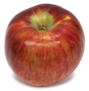 Rasmussen's Apple Acres - Cortland