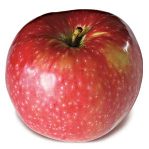 https://newenglandapples.org/wp-content/uploads/2019/03/early-mac-300x300.png