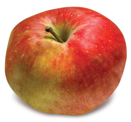 King of Tompkins County - New England Apples