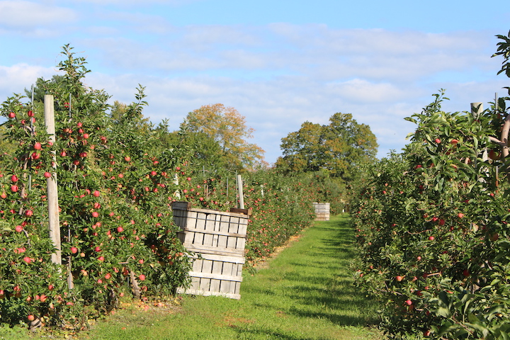 Granny Smith – Shenandoah Valley Orchards