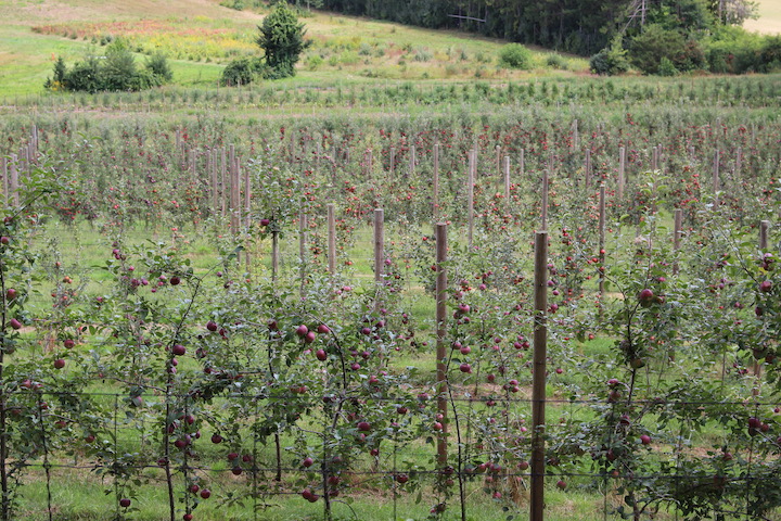 Dowse Orchards, Sherborn, Massachusetts. (Russell Steven Powell)