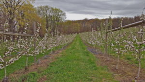 Rogers Orchards, Southington, Connecticut (Bar Lois Weeks)