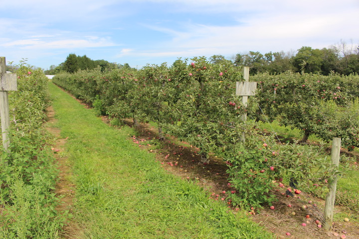 Sizing Up the 2019 Apple Crop, and a Fulfilling Apple Hero - New ...