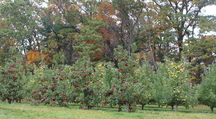 Cameo, Idared, Mutsu, and Golden Delicious apple trees, Buell's Orchard, Eastford, Connecticut. (Russell Steven Powell)
