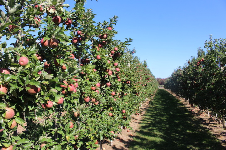 Apple Growers Face COVID-19 - New England Apples