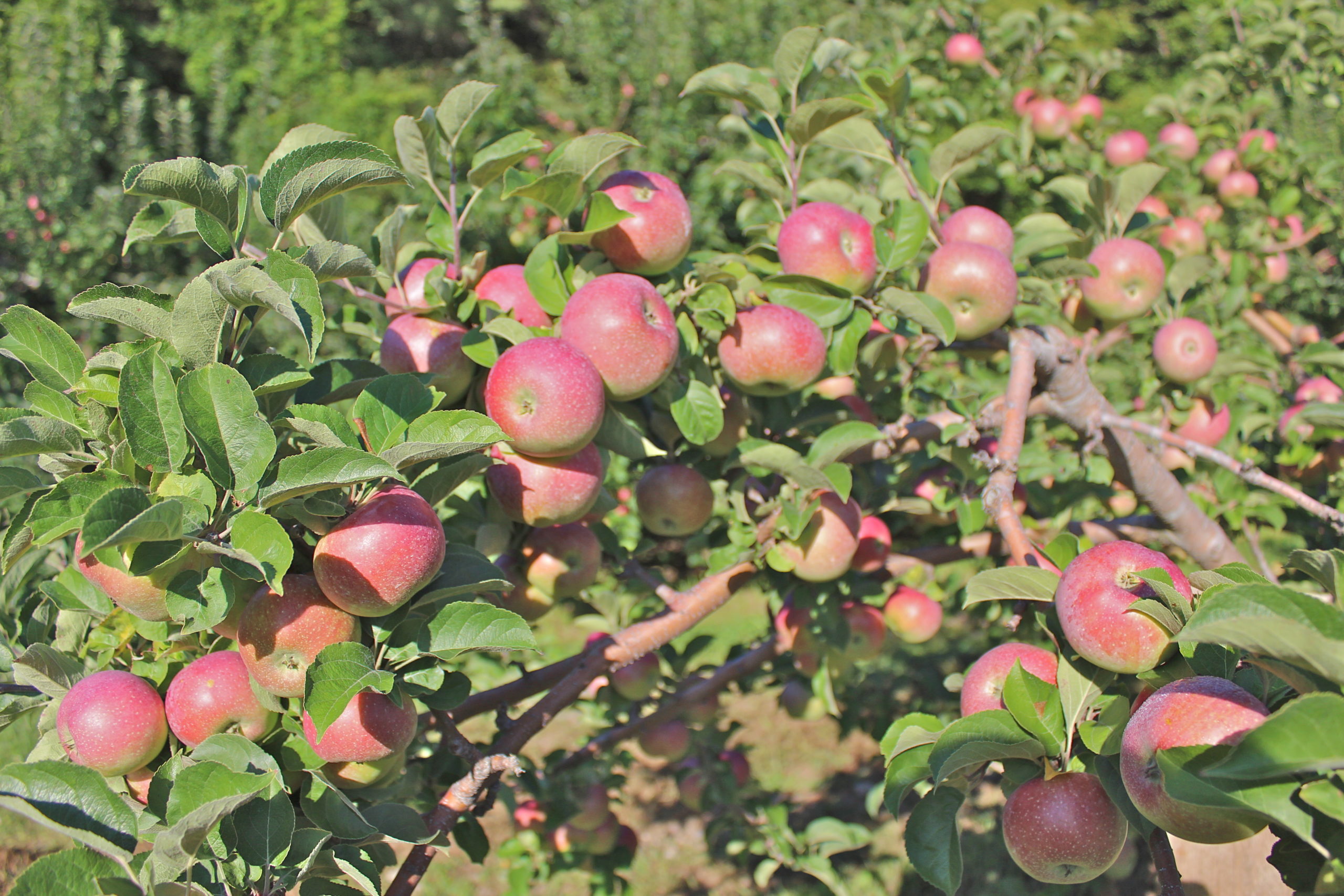 Apples, Cortland - Trombly Gardens, LLC
