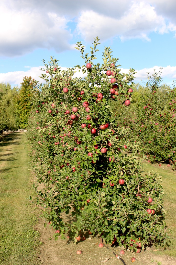 Hot on the Orchard Trail (Macouns are in!) - New England Apples