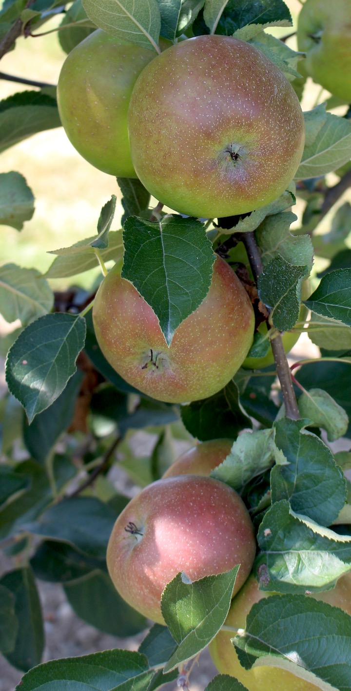 Great October Apples - New England Apples