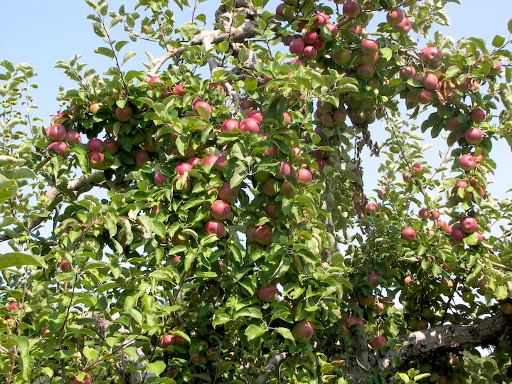 pietree-orchard-archives-new-england-apples