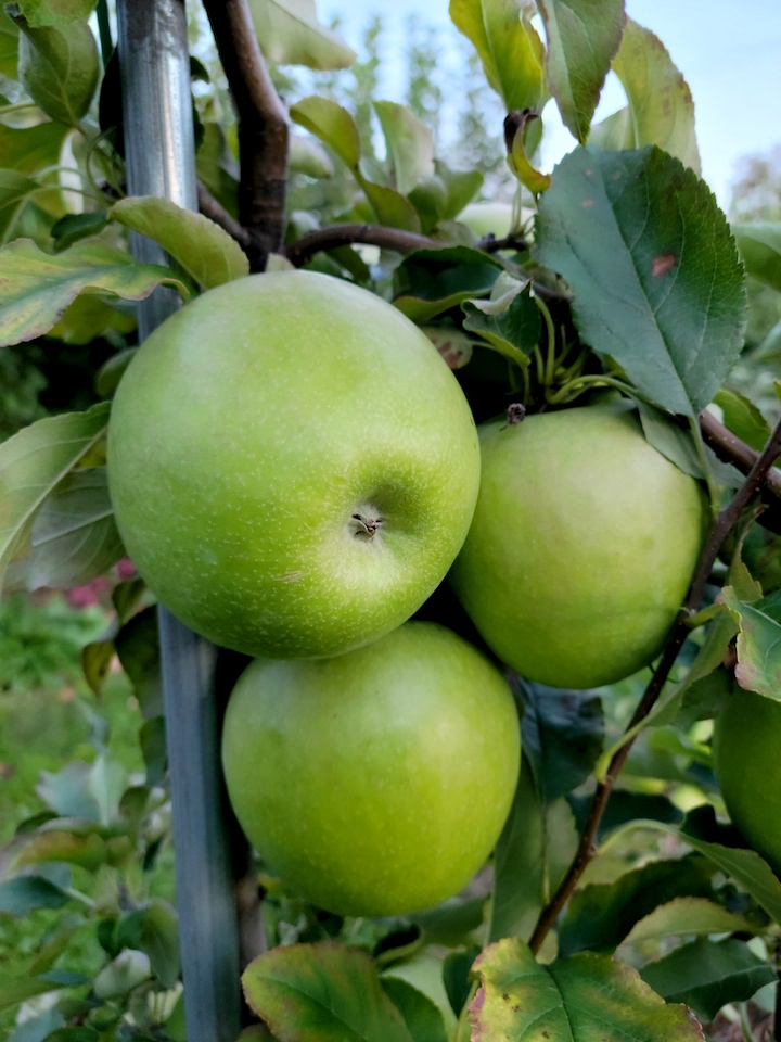 Granny Smith - New England Apples