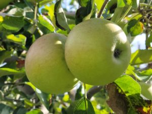 30 Shades of Apple - New England Apples