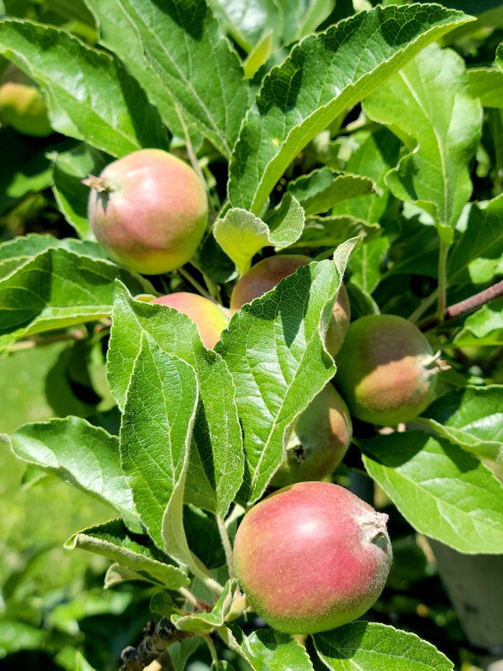 The curious early history of apples – DW – 05/31/2019