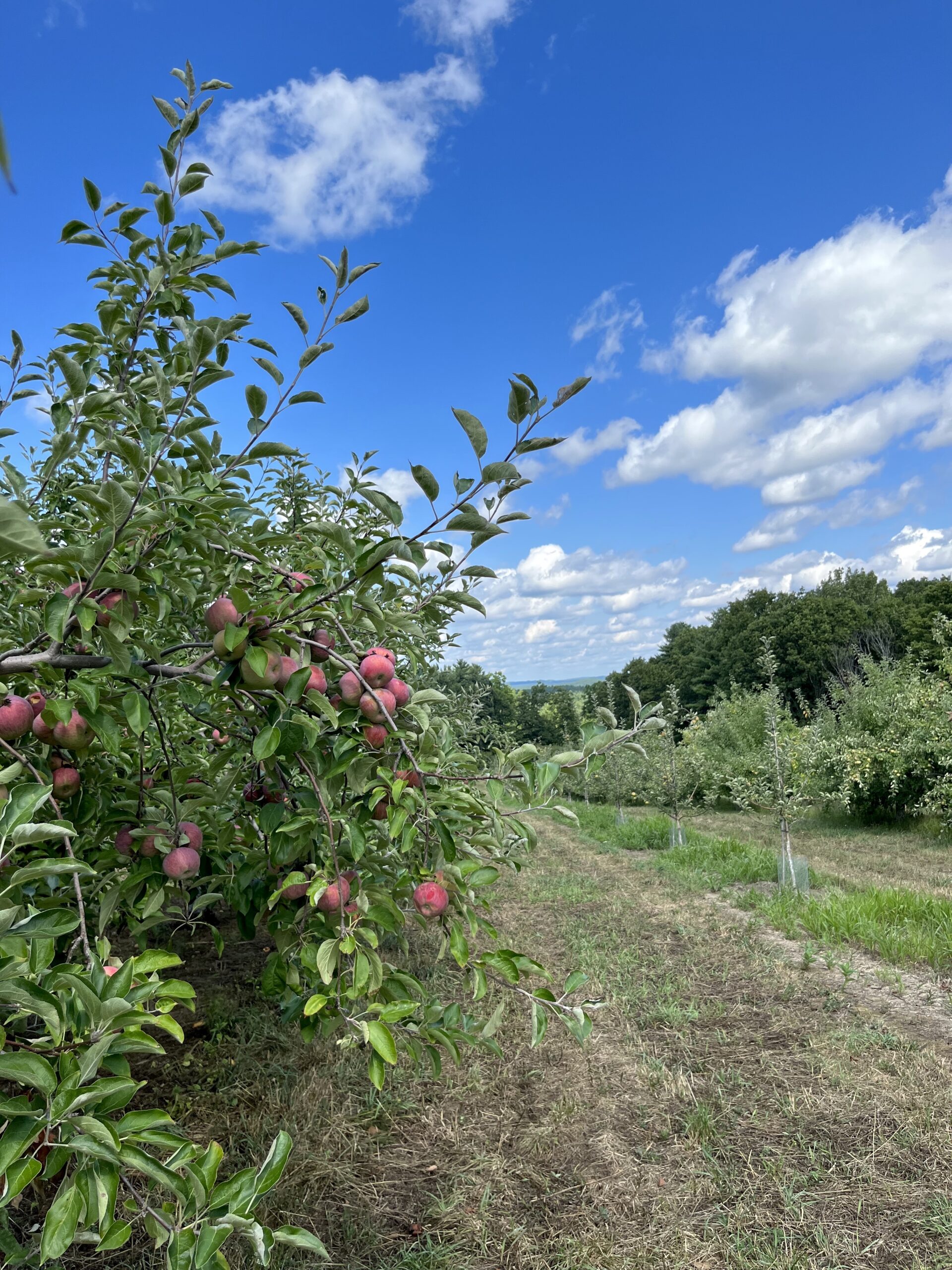 Cortland Apple 6 ft tree (Large) – East Hill Tree Farm