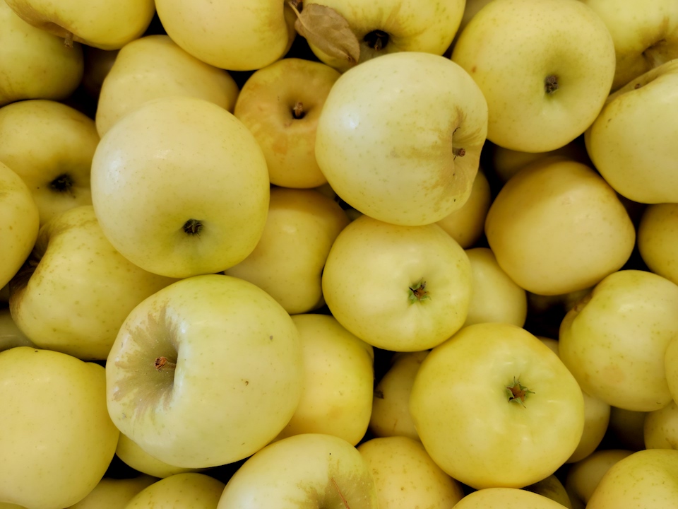 Apple McIntosh and Cheese - New England Apples
