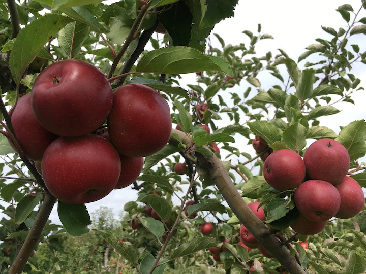 Rome Beauty - New England Apples