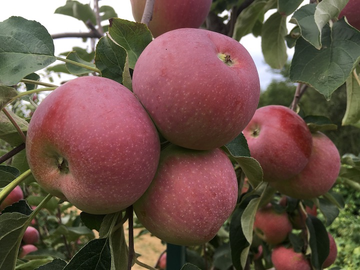 Paula Red - New York Apple Association