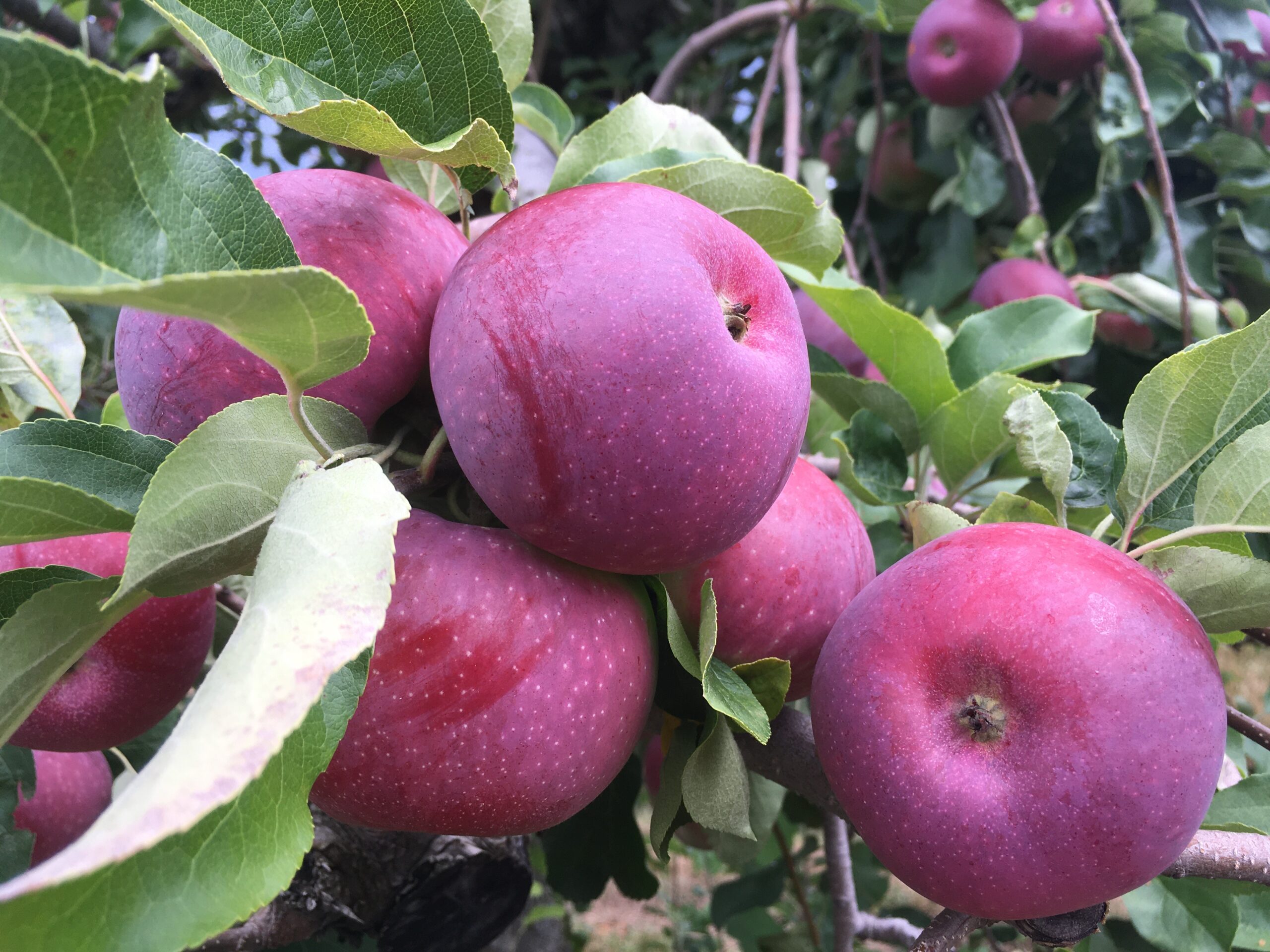 The Colors of August: Ginger Gold and Paula Red - New England Apples