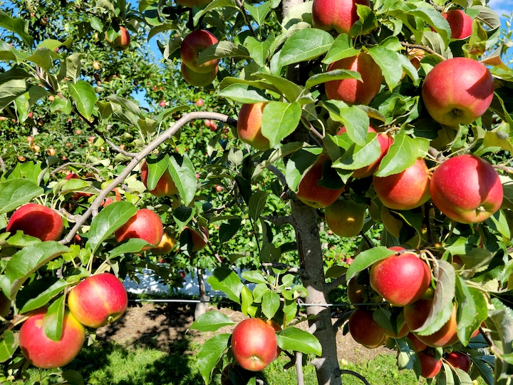 Can't Get Enough of Those Honeycrisp Apples - New England Apples